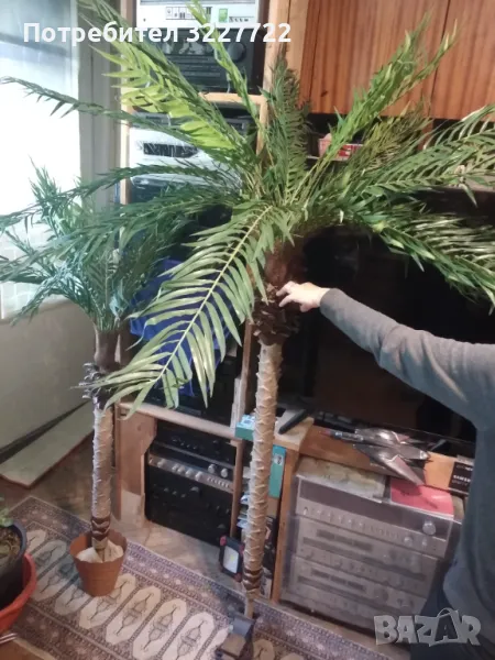 Изк. палма малка , снимка 1