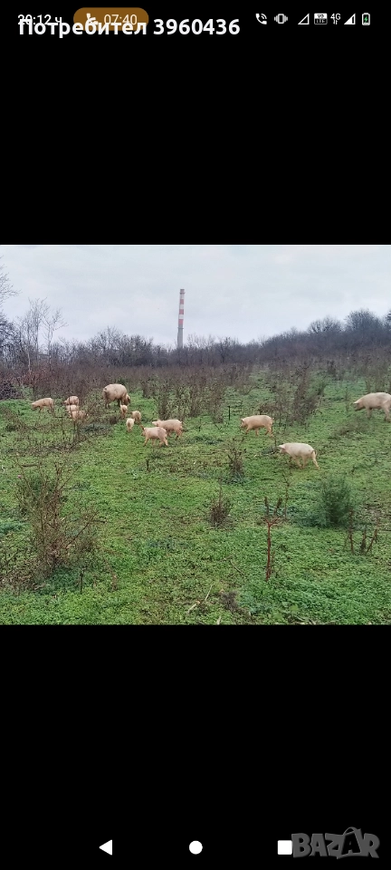 продавам прасета от 20 до 45 кг, снимка 1