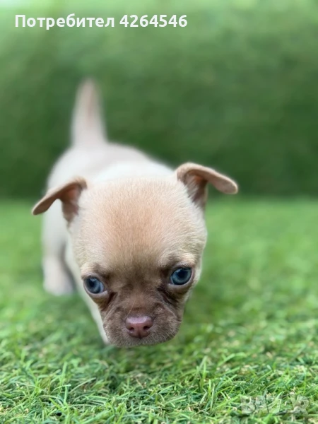 Момиче , снимка 1