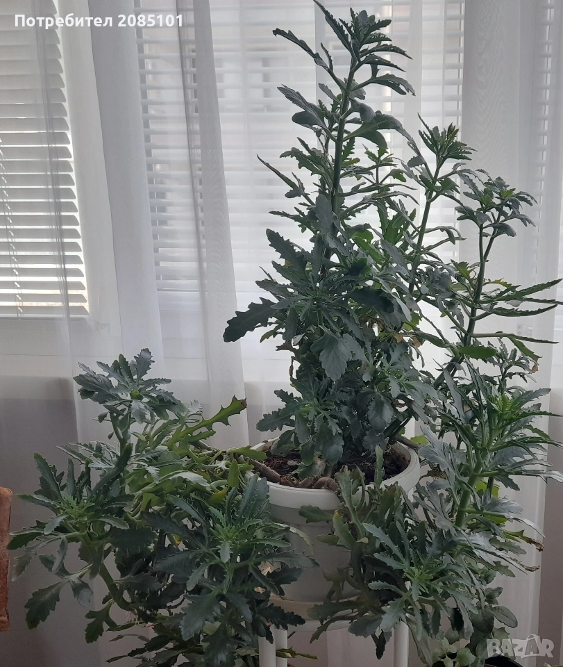 Цвете - Еленови рога, снимка 1