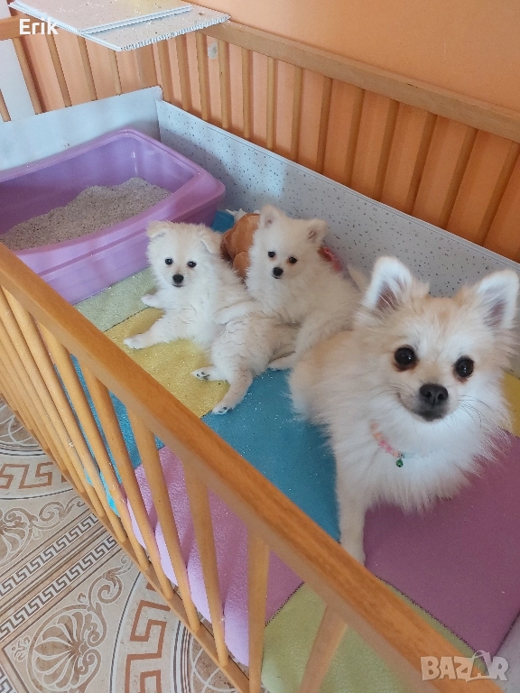 pomeranni kucenca mysko i jensko na 50dena , снимка 1