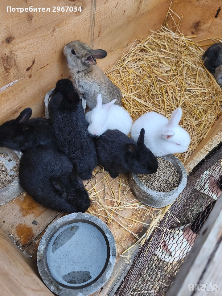 зайци , снимка 1