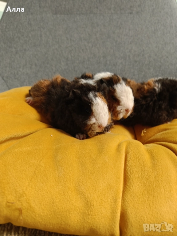 Морски свинчета альпако и розетка , снимка 1