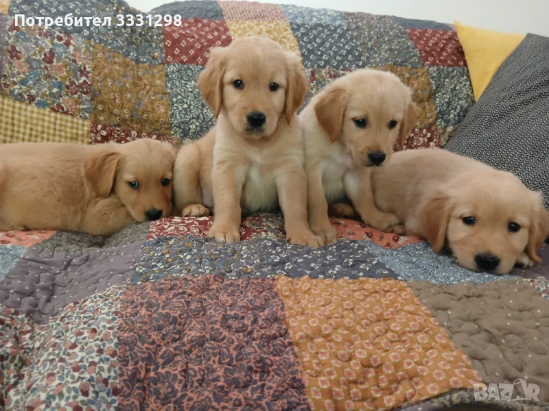 Голдън ретривър кученца , снимка 1