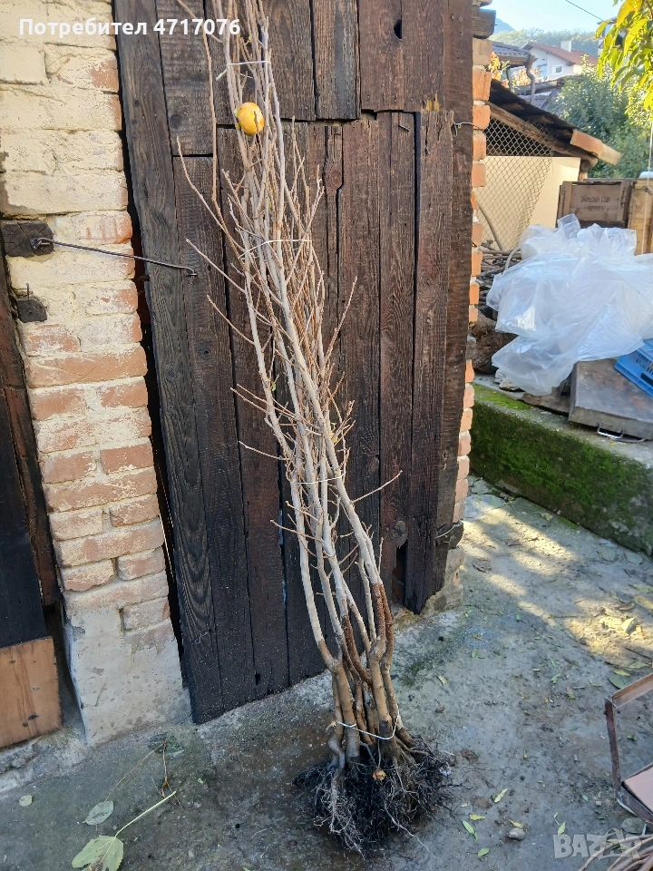 Дръвчета райска ябълка , снимка 1