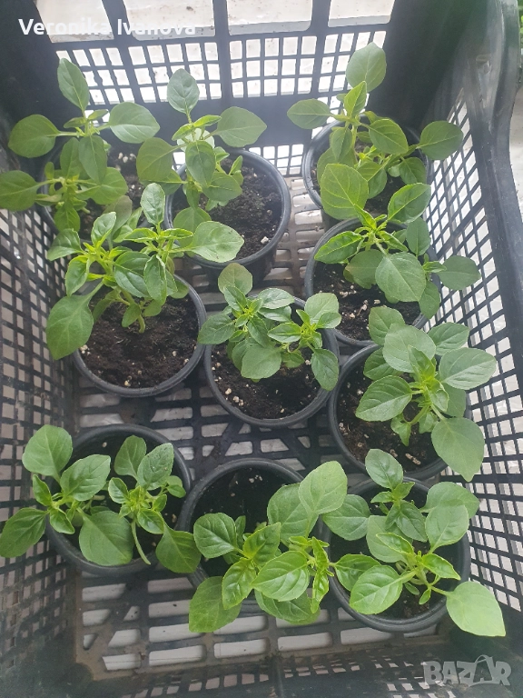 Подправки - Мента, Риган, Босилек, Розмарин, снимка 1