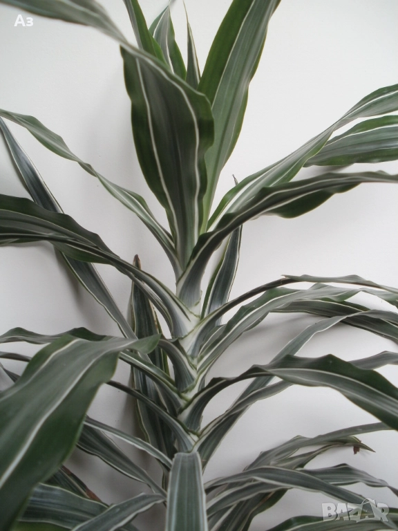 Продавам цветя Панданус – малки, снимка 1