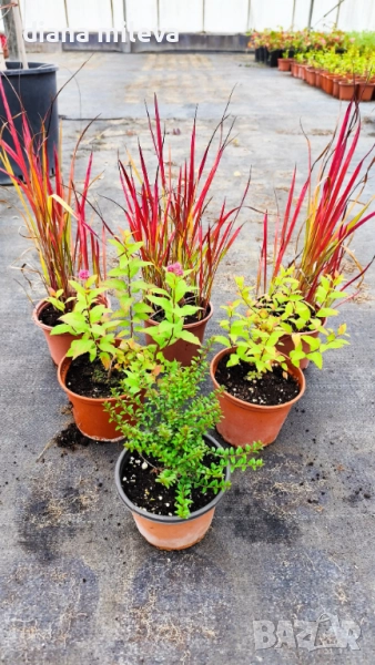Промо пакет от 6 бр студоустойчиви растения, снимка 1