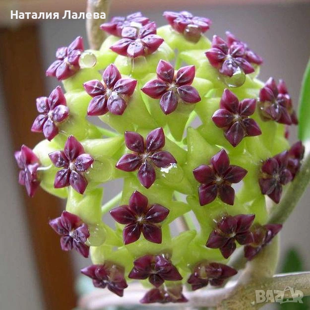 Хоя, hoya cinnamomifolia, снимка 1