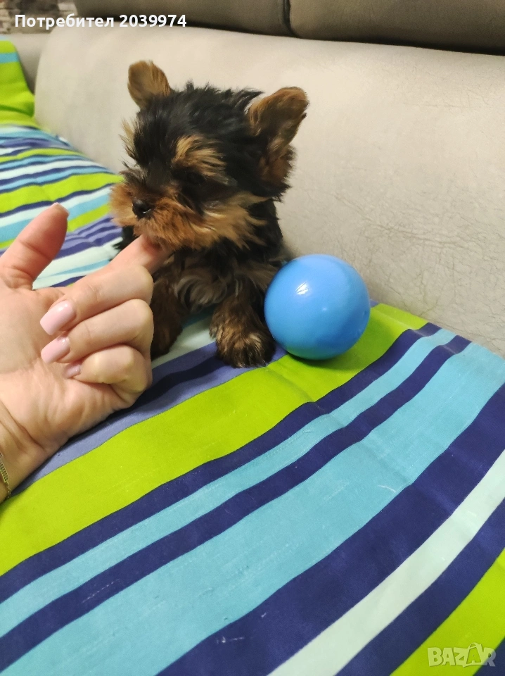 Йоркширски териер , снимка 1