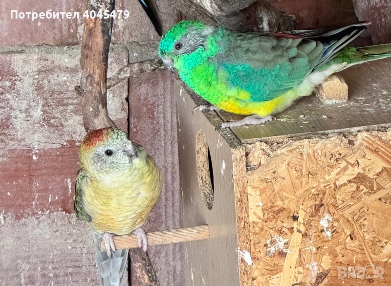 Продавам пойни папагали и вълнисти папагалчета, снимка 1