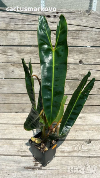 Рhilodendron, снимка 1