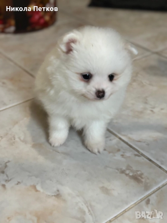 Померан мини , снимка 1