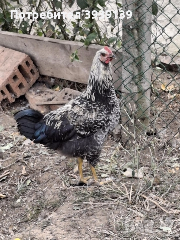 продавам петли , снимка 3 - Кокошки и пуйки - 51807625