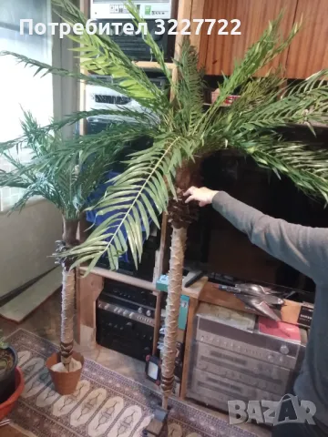 Изк. палма малка 