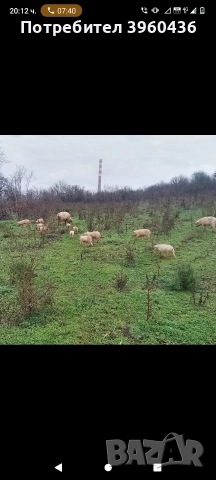 продавам прасета от 20 до 45 кг