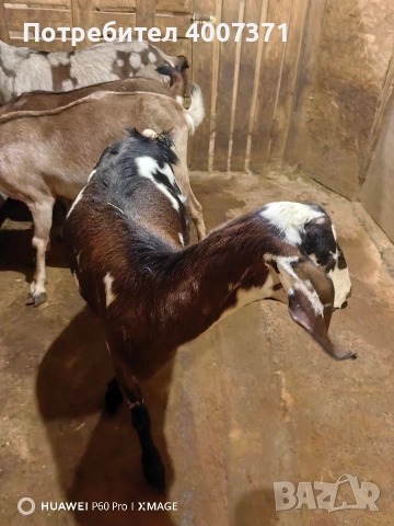 Чистокръвни англонубийски кози, снимка 7 - Кози - 52928016