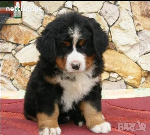 Бернски Овчарки, снимка 4 - Белгийска овчарка - 40972141