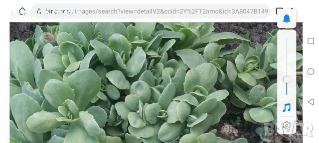 Растение Дебела Мара, снимка 3 - Градински цветя и растения - 32623006