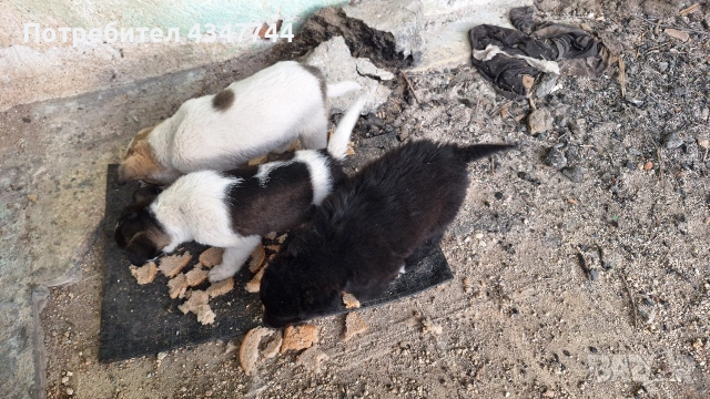 Подаряват се 6 малки кученца. , снимка 3 - Други - 53010116