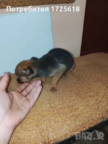 Здравейте, две момичета пинчерчета, снимка 8 - Пинчер - 52505394