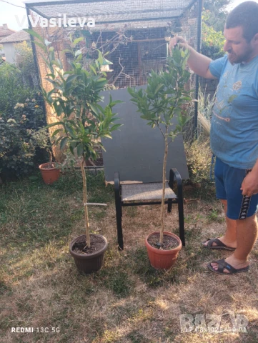 Портокал, мандарина 