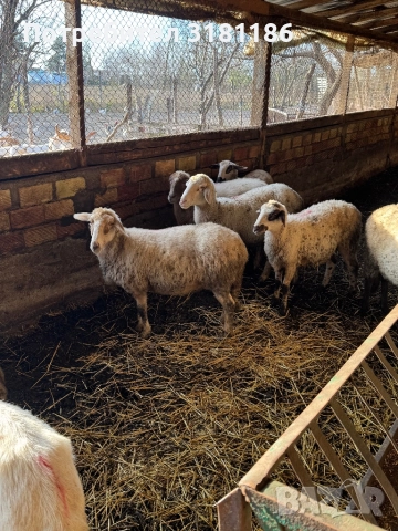 Продавам овце, снимка 2 - За селскостопански - 52837949