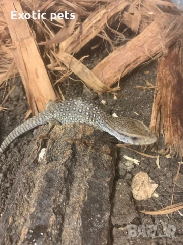 Саванно варанче , снимка 2 - Други - 50489834