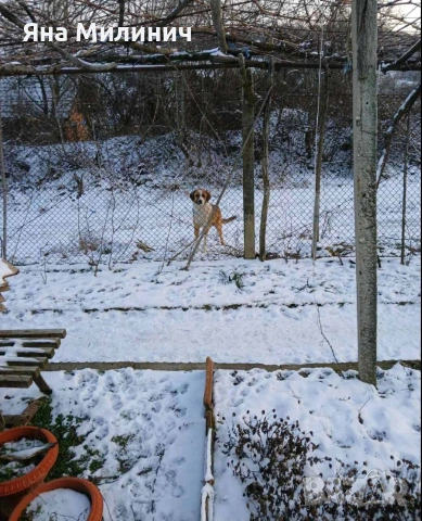 Малка госпожица търси своето семейство 