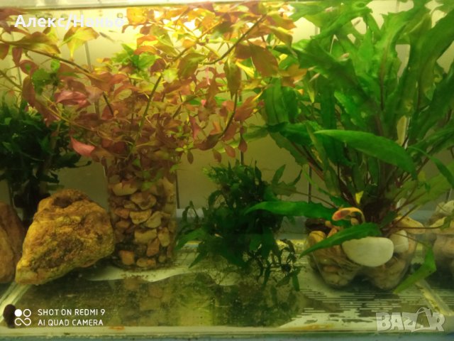 продавам анцуструси  по 2,5  лв и растения по 1-6 лв., снимка 8 - Рибки - 15308633