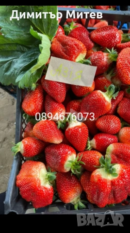 Продавам разсат ягоди , снимка 7 - Разсади - 51749795