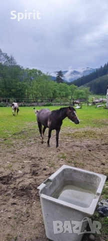 Ездитна арабска шагия Флика, снимка 7 - Коне - 51948635