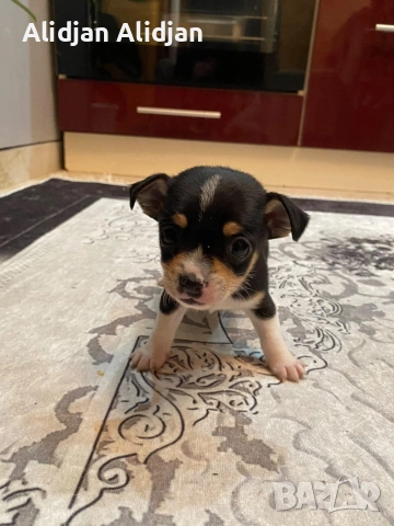 Продават се Чихуахуа и Пинчери, снимка 10 - Чихуахуа - 52679347
