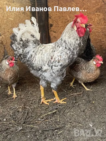 Яйца за люпене крем легбар и др.