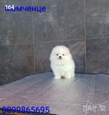 Мъжки мини Померан. Реални снимки от 19.01.26 г. , снимка 5 - Померан - 53095787