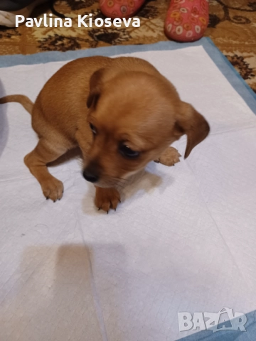 Мини пинчерчета, снимка 5 - Пинчер - 52429028