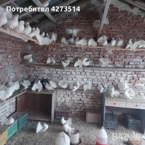 Продавам гълъби финерлии - бели и пъстри, снимка 2 - Гълъби - 53299830