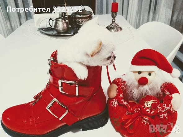 ПРОДАВАМ ЧИХУАХУА - МИНИ  МОМЧЕНЦЕ НА 2 М. , снимка 4 - Чихуахуа - 52796960