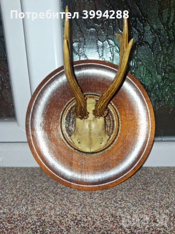 Рога за декорация , снимка 3 - Декорация за дома - 53432554