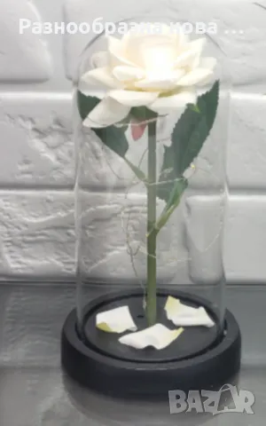 Бяла роза под стъклен купол - Вечна елегантност