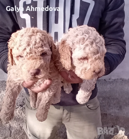 Лагото романьоло , снимка 2 - Други - 52822728