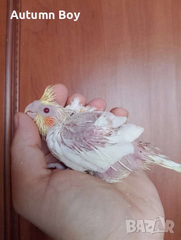 Бебе 2 папагал корела корели , снимка 2 - Папагали - 53439011