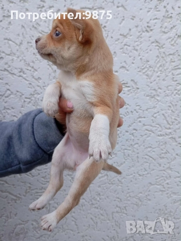 Продавам чихуахуа, снимка 5 - Чихуахуа - 52497665