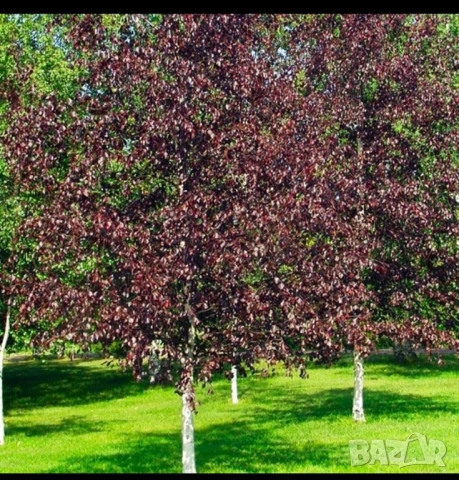 Червенолистна бреза royal frost в саксия , снимка 2 - Градински цветя и растения - 51956160