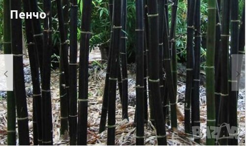 100 бр бамбукови семена градински растения Черен цвят бамбук Moso-Bamboo за декорация на градината д, снимка 14 - Сортови семена и луковици - 28091326