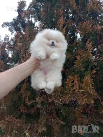 Померан. Реални снимки от 24.01.26 г. , снимка 2 - Померан - 53217156