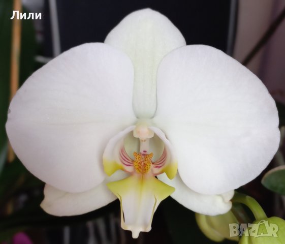 Орхидея фаленопсис в бял цвят