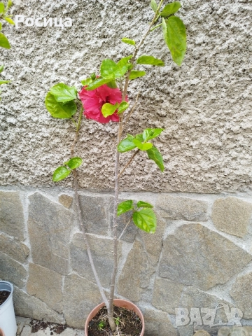 хибискус, снимка 3 - Стайни растения - 52095096