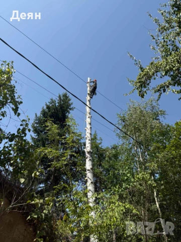 Рязане и кастрене на опасни дървета | Алпийски способ | Арборист, снимка 9 - Други услуги - 53585256