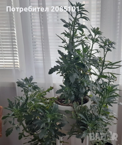 Цвете - Еленови рога